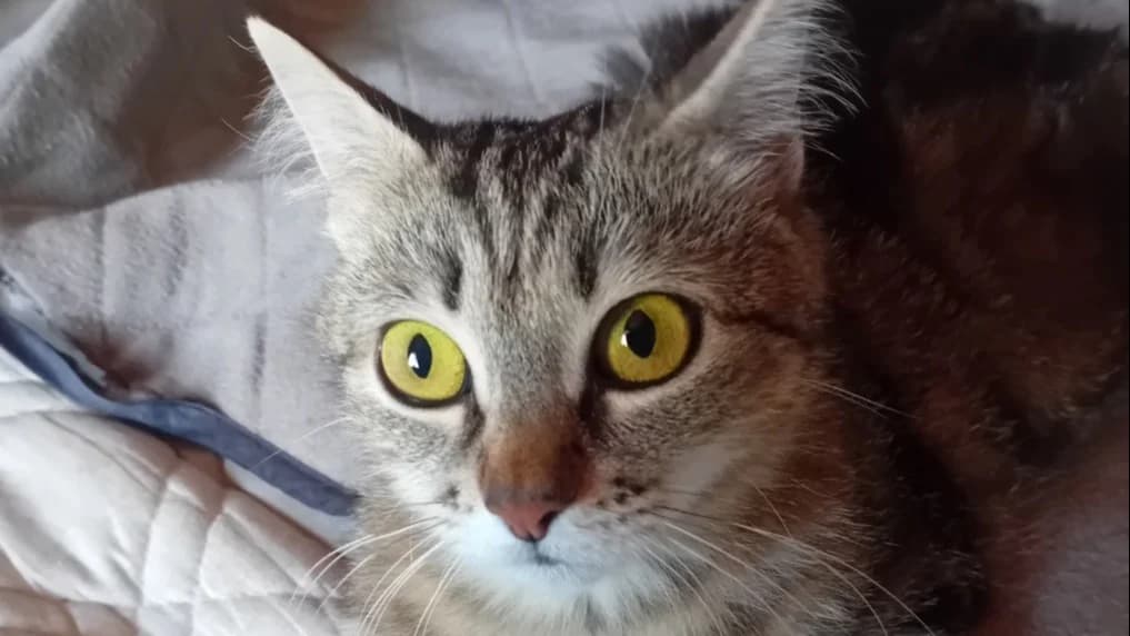Single, female 5yo Mixed Breed for adoption at SPA Millau, Millau