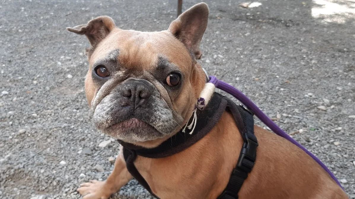 Rubia, female 6yo French Bulldog for adoption at SPA Millau, Millau
