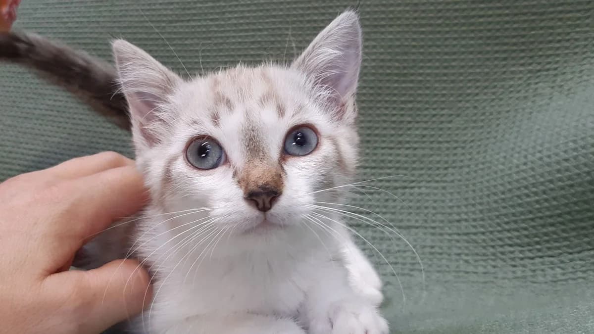 Potiteflam, female Mixed Breed for adoption at SPA Millau, Millau