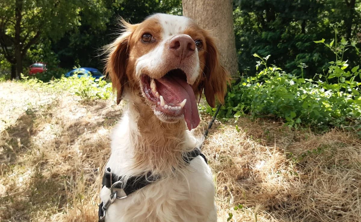 Lucky, male 5yo mixed breed for adoption at SPA Millau, Millau