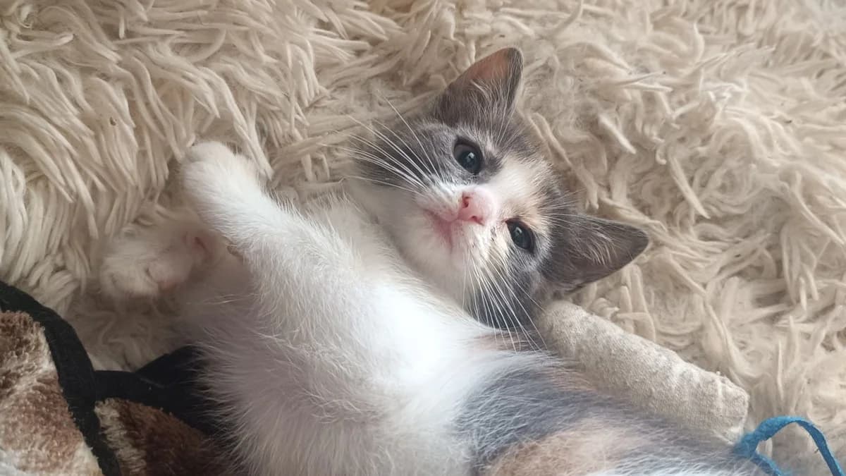 Bouillotte, female Mixed Breed for adoption at SPA Millau, Millau