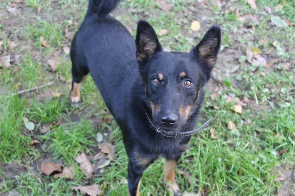 Vox, male 5yo Mixed Breed for adoption at SPA Millau, Millau