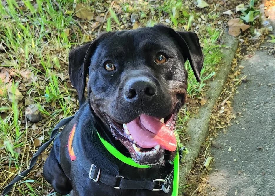 REGLISSE, male 7yo mixed breed for adoption at SPA Millau, Millau