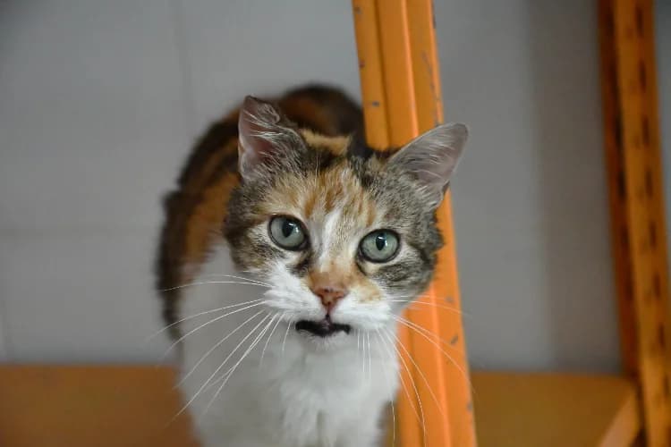 Mika, female senior mixed breed for adoption at SPA Millau, Millau