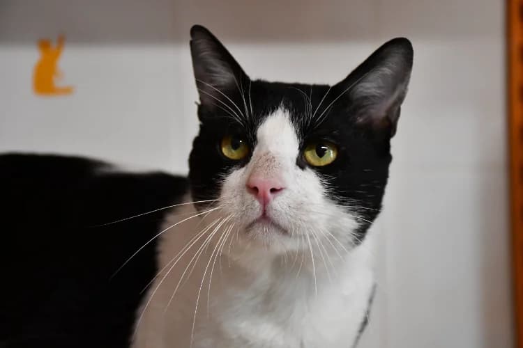 Nermal, male young Mixed Breed for adoption at SPA Millau, Millau