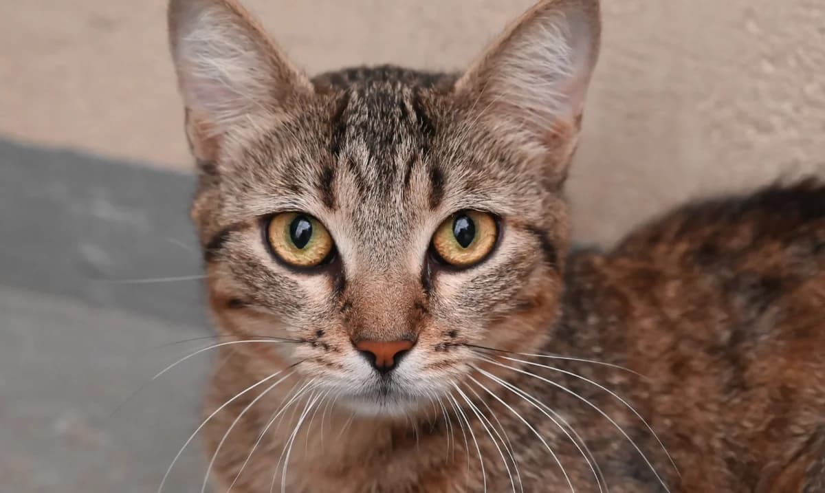 Mocha, female 4yo Mixed Breed for adoption at SPA Millau, Millau