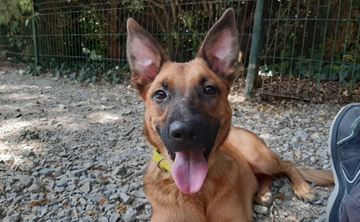 Flash, male mixed breed for adoption at SPA Millau, Millau