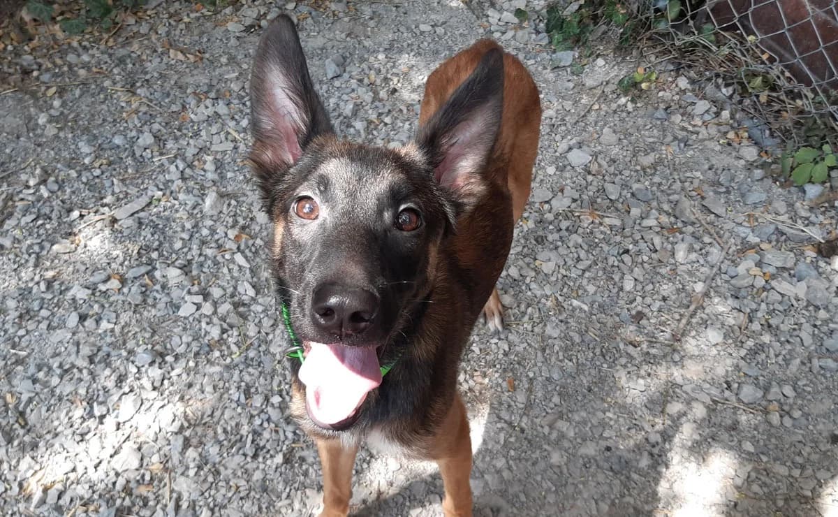 Sky, male mixed breed for adoption at SPA Millau, Millau