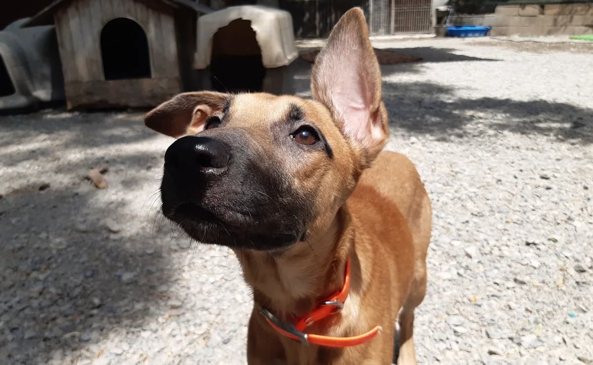 Naya, female mixed breed for adoption at SPA Millau, Millau