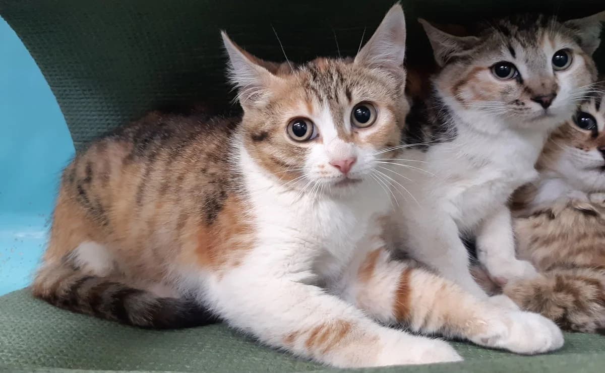 Picotine, female Mixed Breed for adoption at SPA Millau, Millau