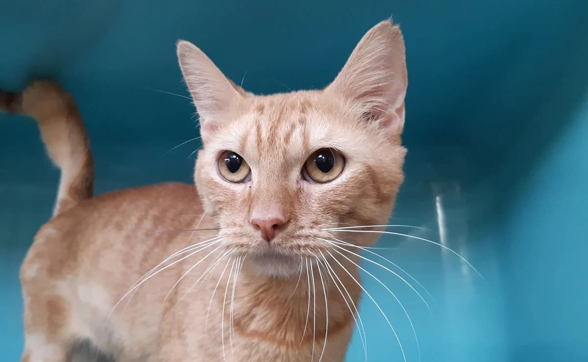 Garfield, male young mixed breed for adoption at SPA Millau, Millau