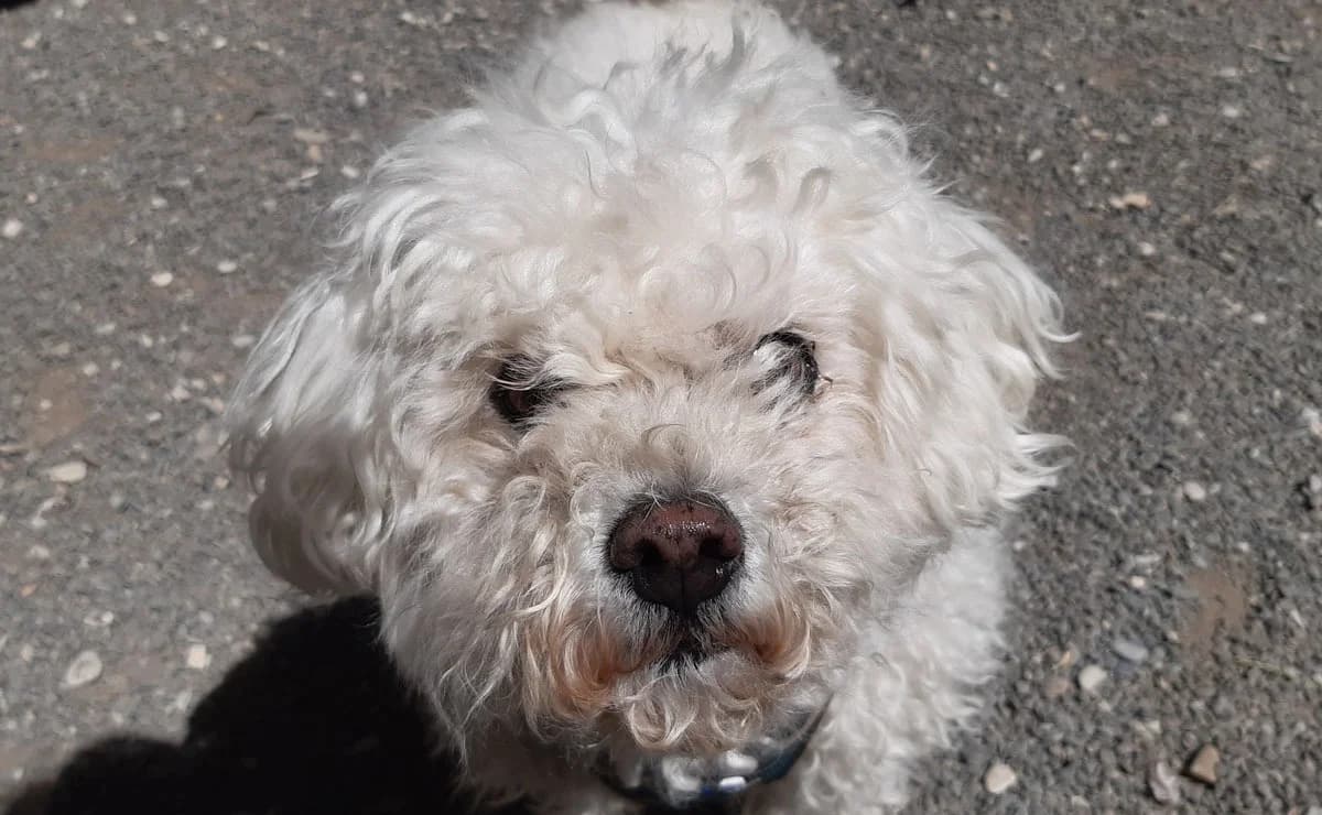 Joss, male senior Bichon Frisé for adoption at SPA Millau, Millau