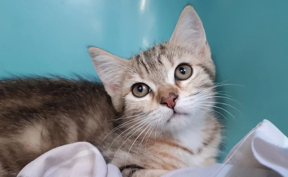 Fraise, female Mixed Breed for adoption at SPA Millau, Millau