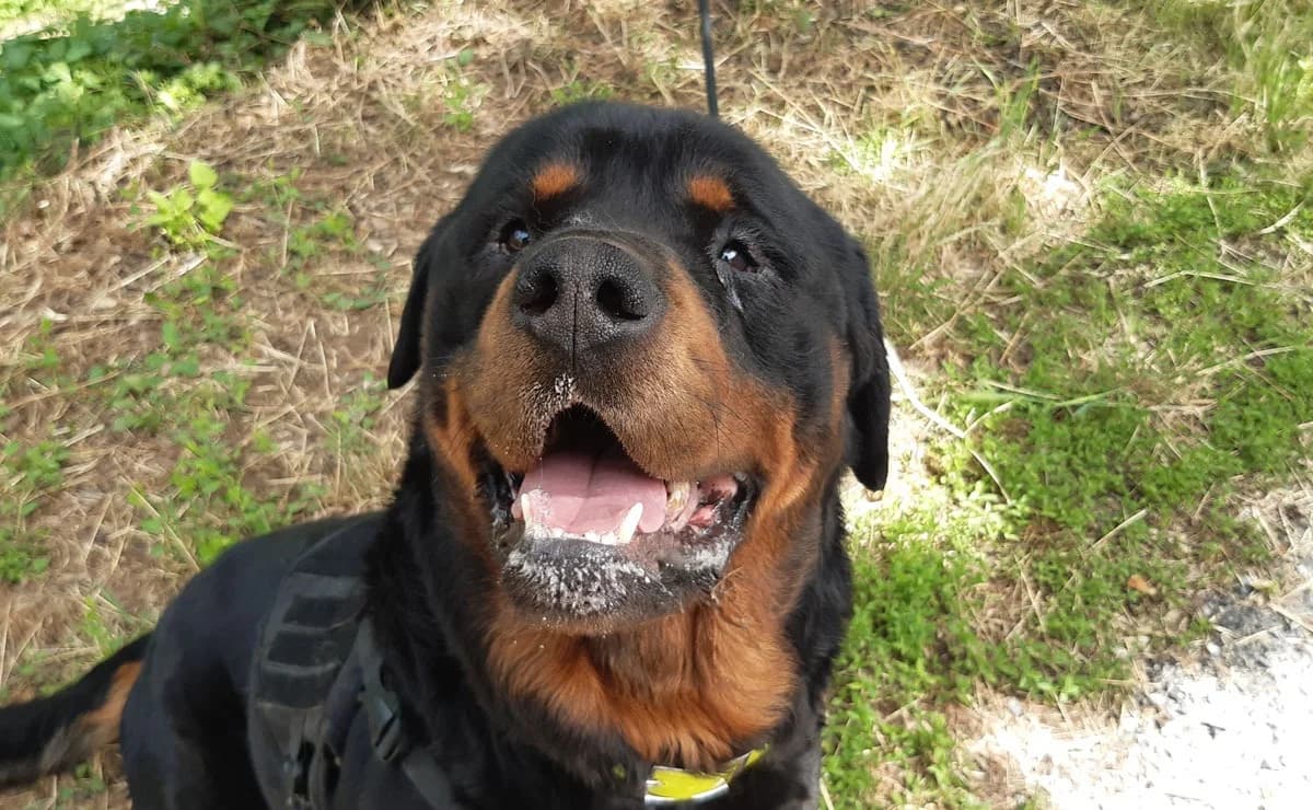 Urio, male 3yo Rottweiler for adoption at SPA Millau, Millau