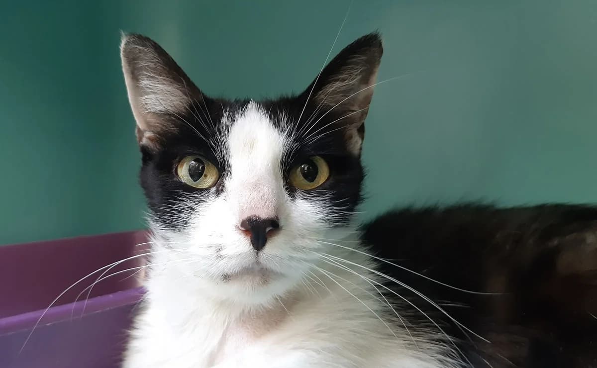 Pista, female 3yo Mixed Breed for adoption at SPA Millau, Millau