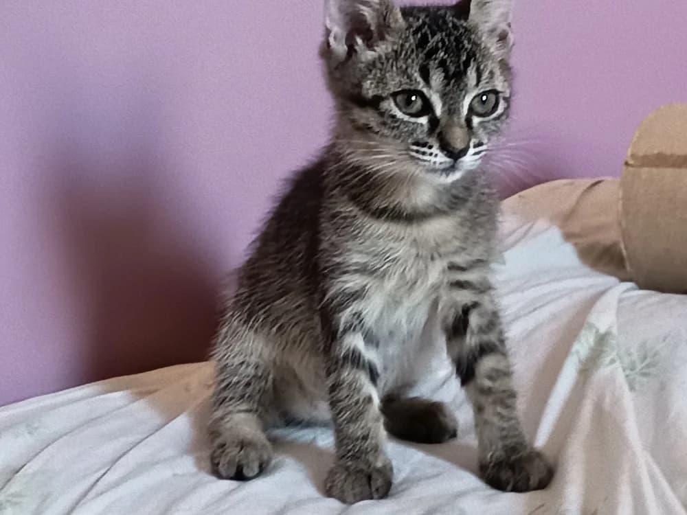 Berceuse, Mixed Breed (SPA Millau)
