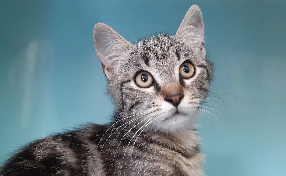 Lapanou, male Mixed Breed for adoption at SPA Millau, Millau