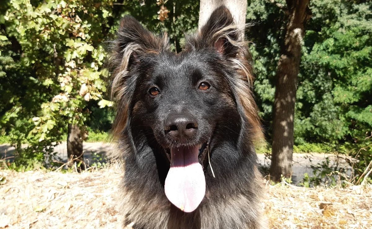 Néo, male young Belgian Tervuren for adoption at SPA Millau, Millau