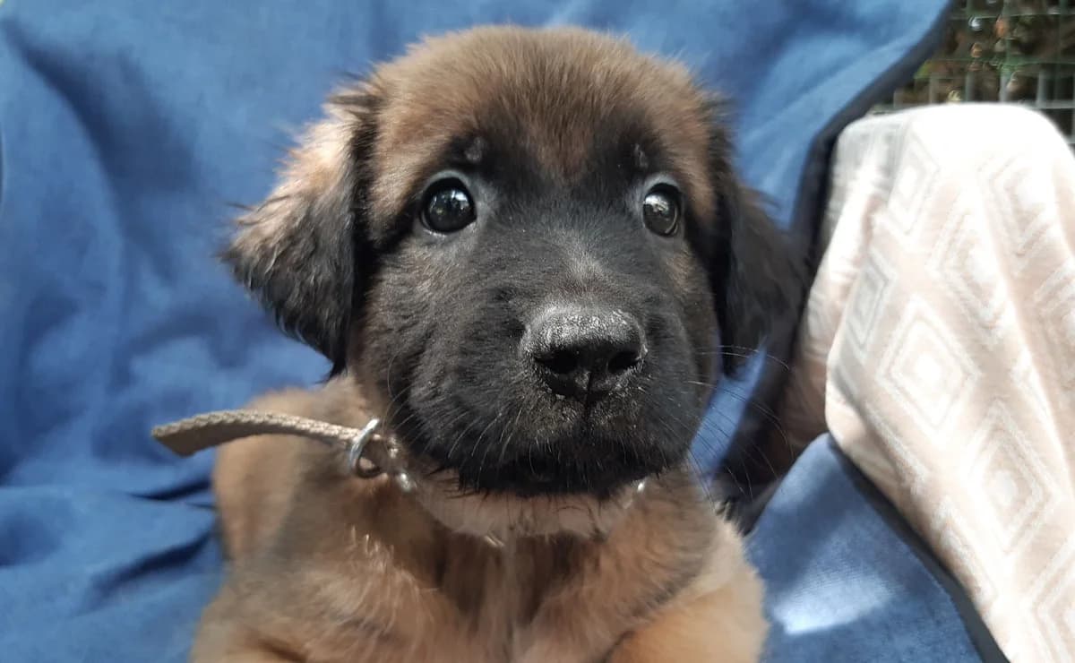 Verso, male puppy mixed breed for adoption at SPA Millau, Millau