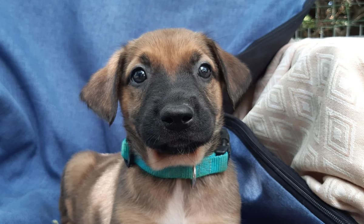 Vibe, female puppy Mixed Breed for adoption at SPA Millau, Millau