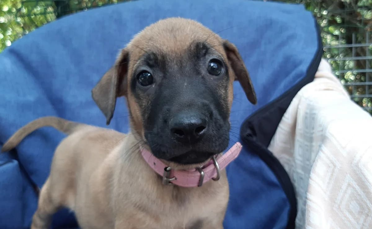 Vanille, female puppy mixed breed for adoption at SPA Millau, Millau