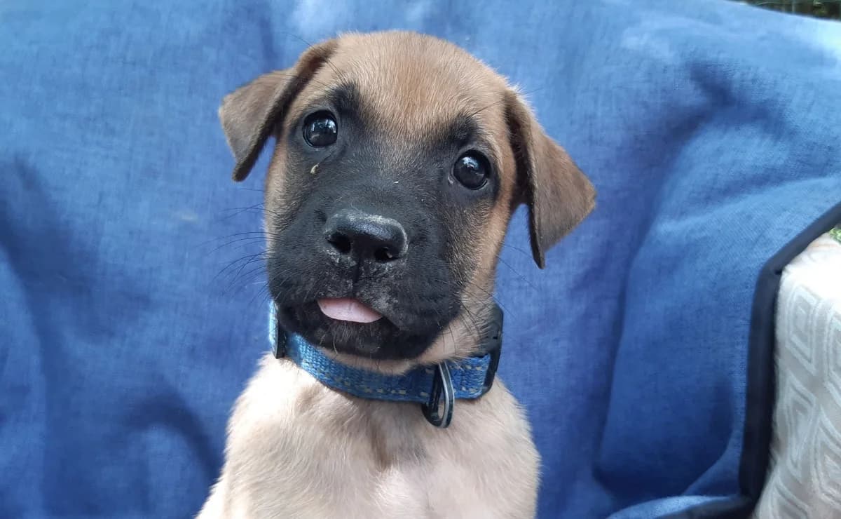 Virtuose, male puppy mixed breed for adoption at SPA Millau, Millau