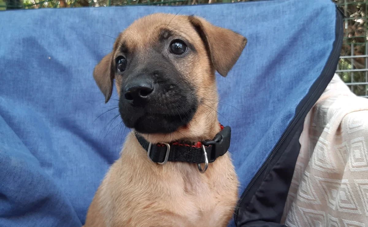 Vahine, female puppy Mixed Breed for adoption at SPA Millau, Millau