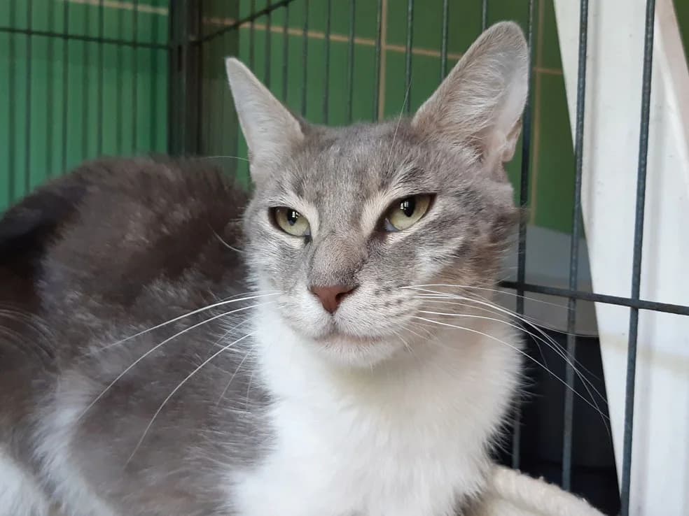 Camerise, female Mixed Breed for adoption at SPA Millau, Millau