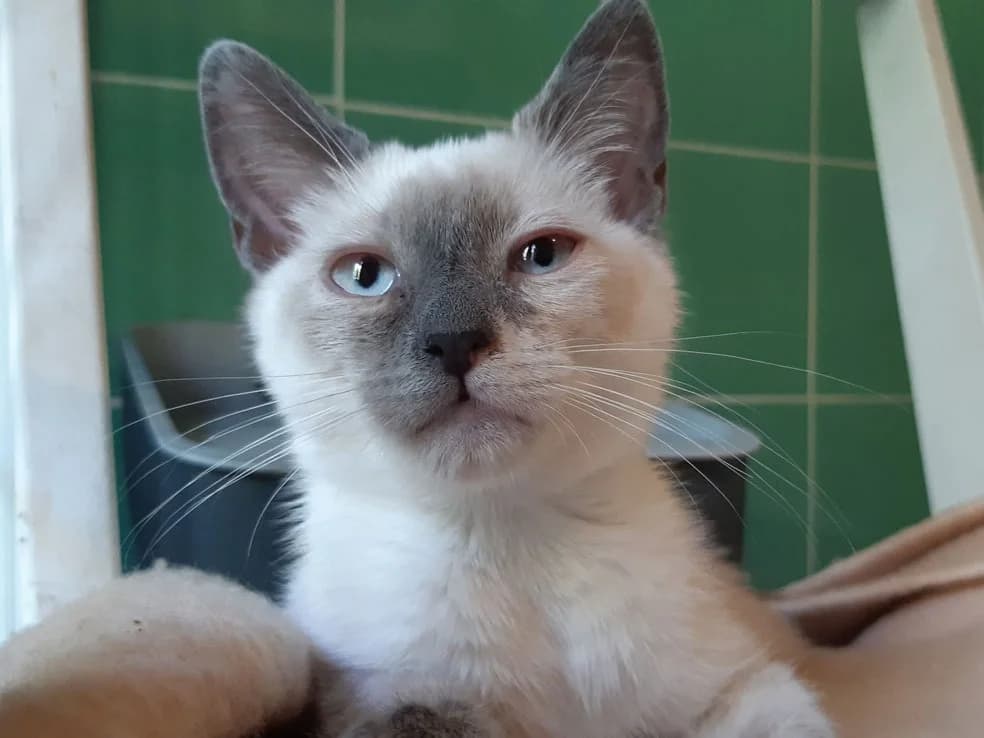 Croustille, female Mixed Breed for adoption at SPA Millau, Millau