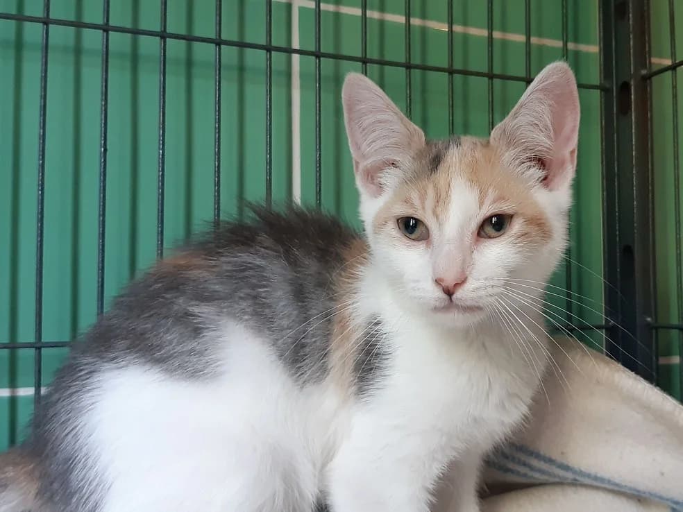 Criss, female Mixed Breed for adoption at SPA Millau, Millau