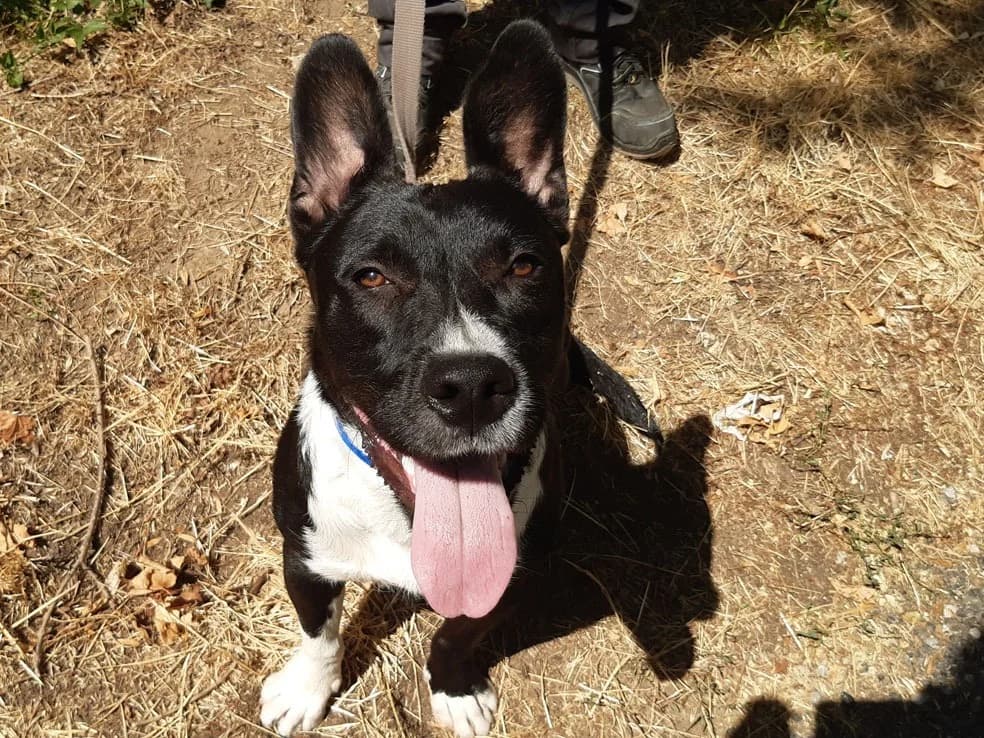 Bambino, male Border Collie for adoption at SPA Millau, Millau