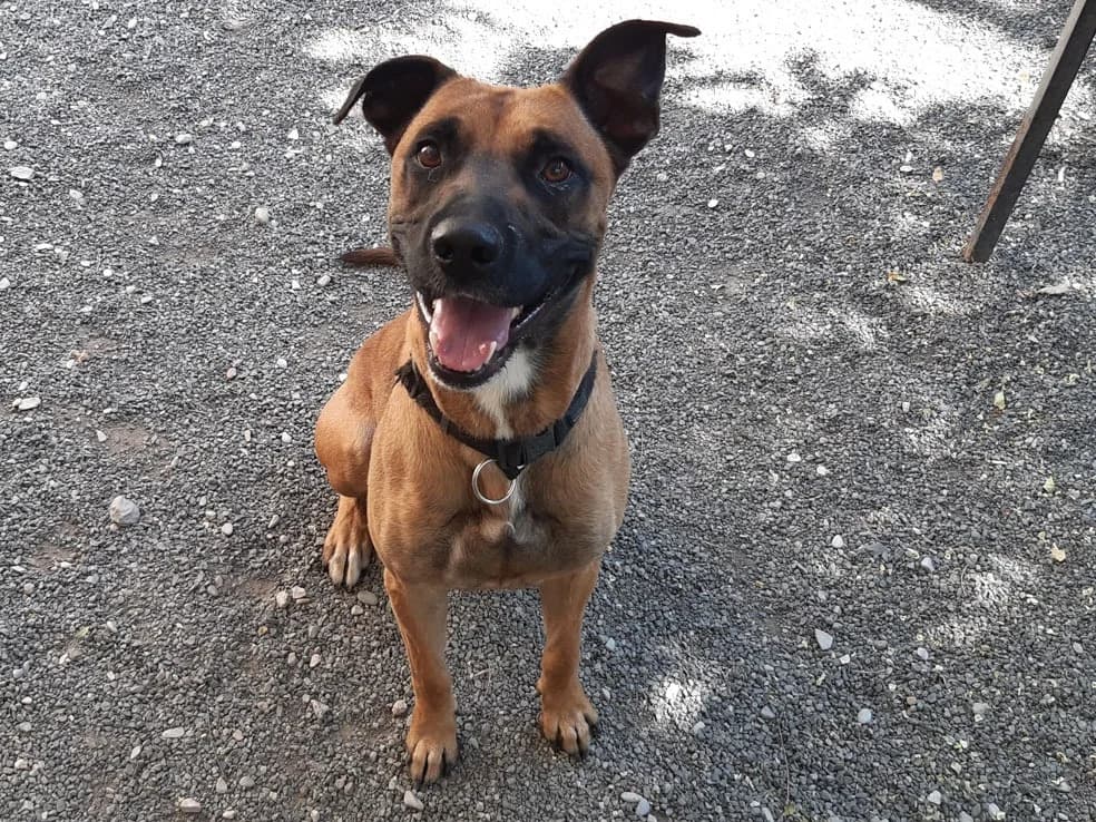 Open, male young Mixed Breed for adoption at SPA Millau, Millau