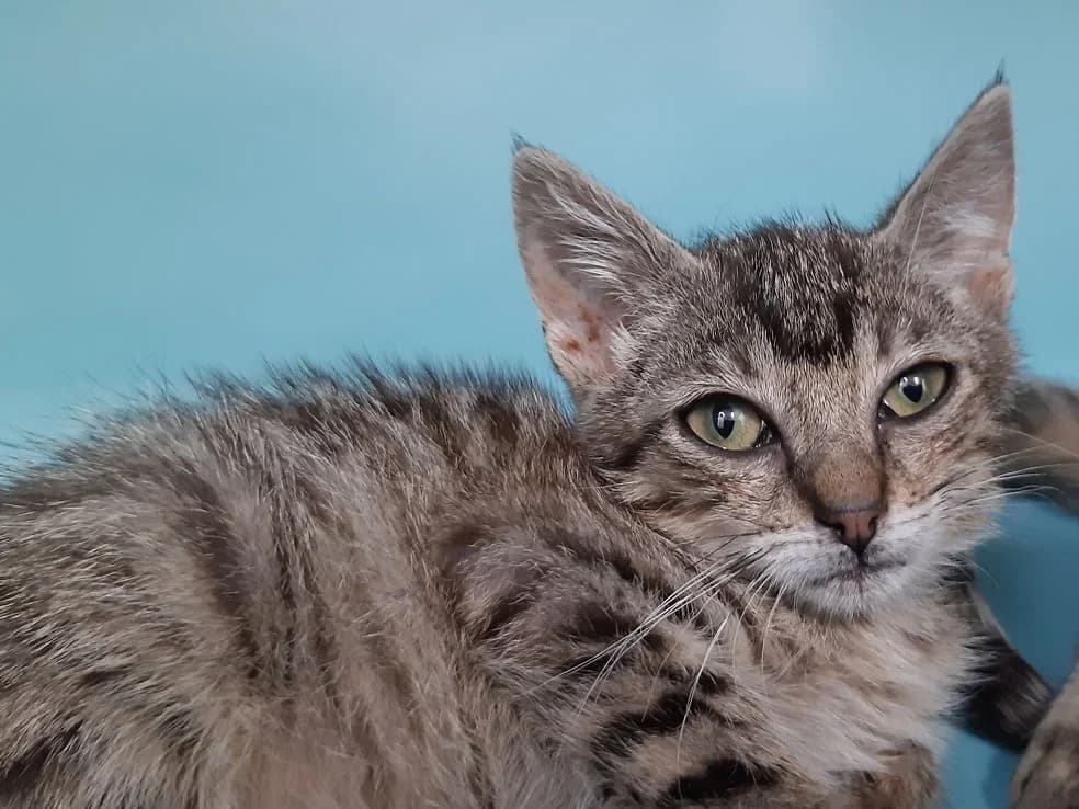 Cavally, female Mixed Breed for adoption at SPA Millau, Millau