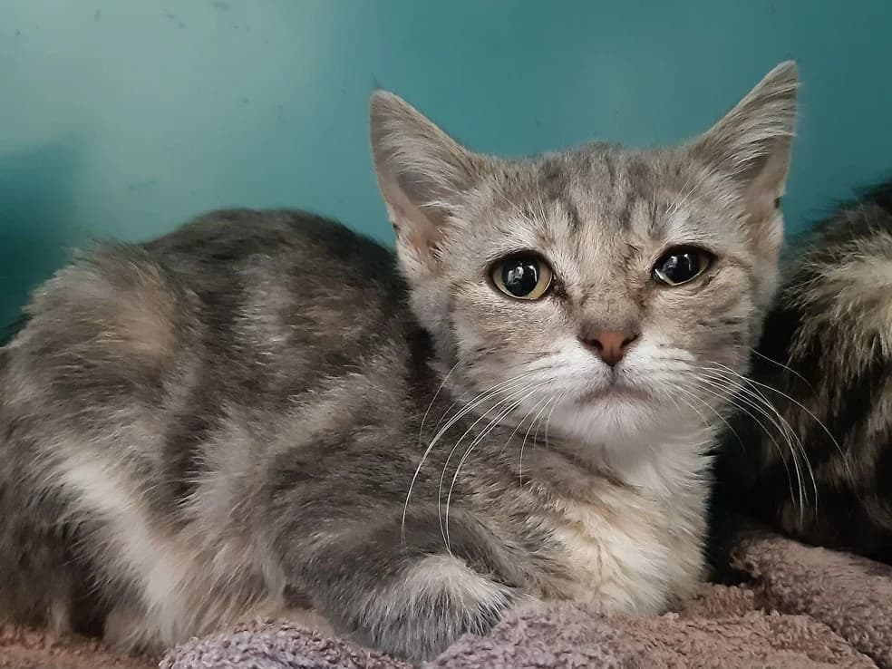 Datcha, female Mixed Breed for adoption at SPA Millau, Millau