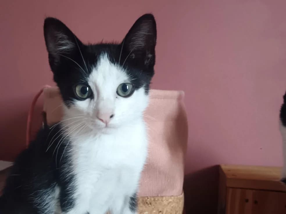 Cousteau, male Mixed Breed for adoption at SPA Millau, Millau