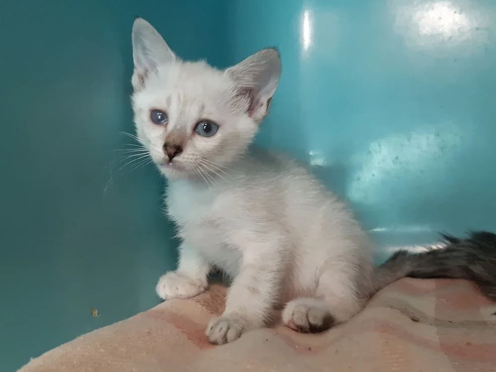 Colibri, female Mixed Breed for adoption at SPA Millau, Millau