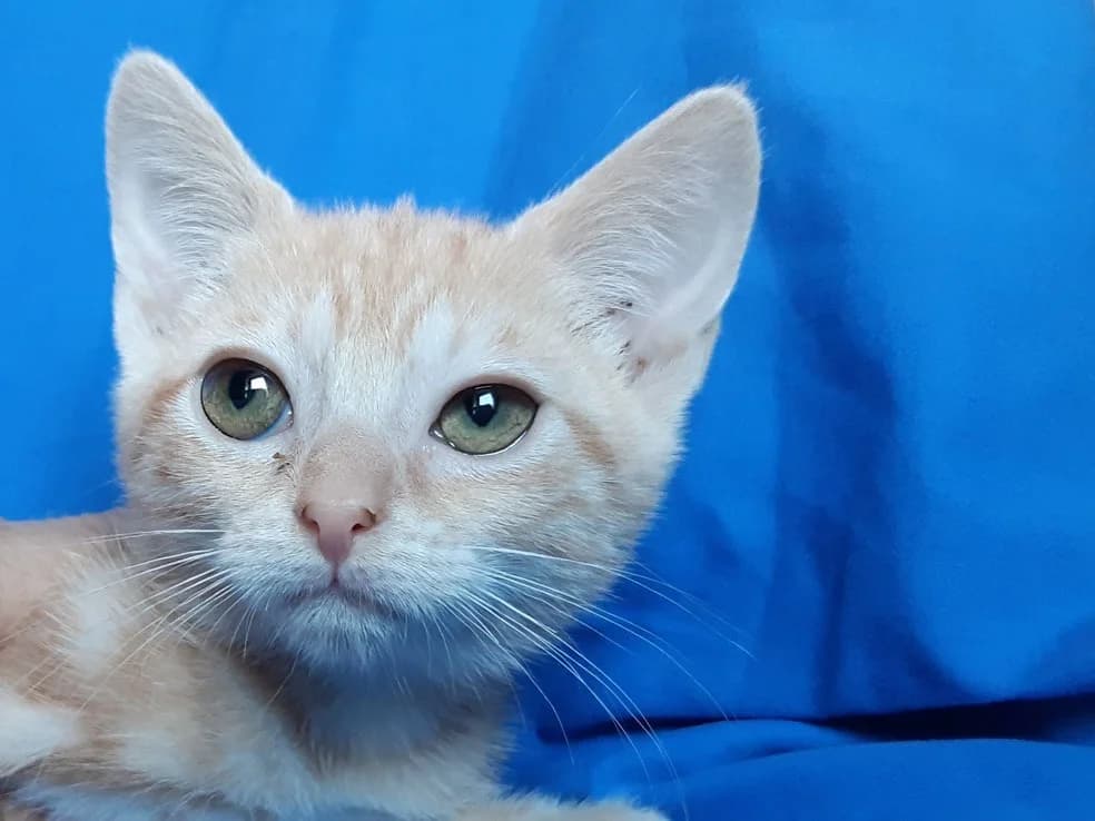 Canada, female Mixed Breed for adoption at SPA Millau, Millau