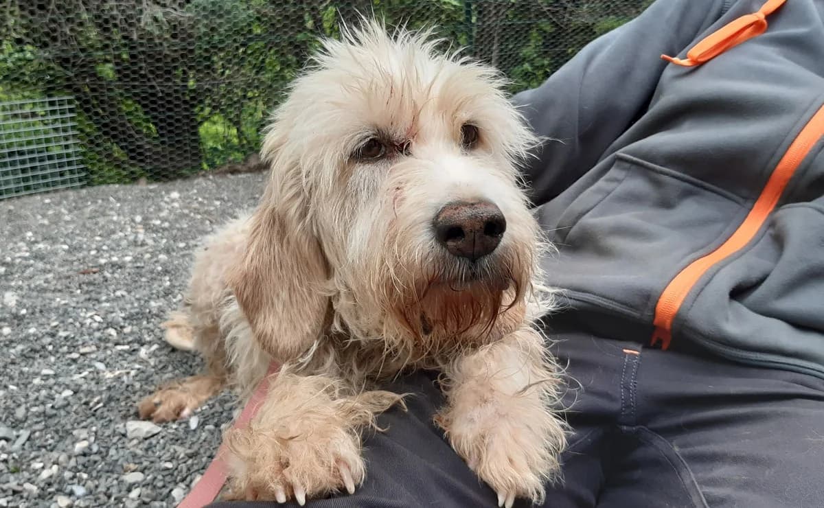 Gata, female 5yo mixed breed for adoption at SPA Millau, Millau