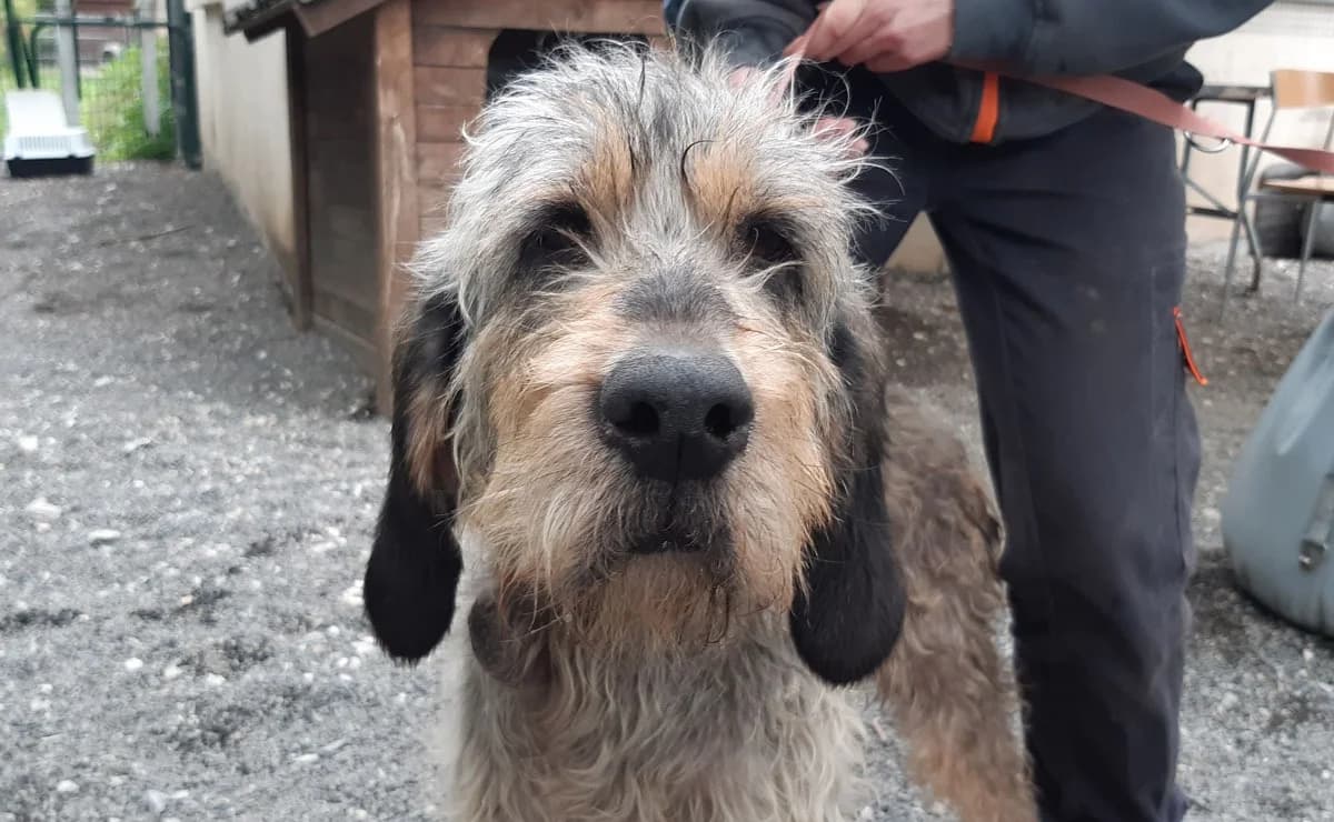 Nala, female senior Mixed Breed for adoption at SPA Millau, Millau