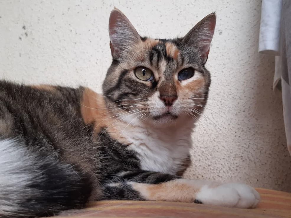 Mydriase, female 6yo Mixed Breed for adoption at SPA Millau, Millau