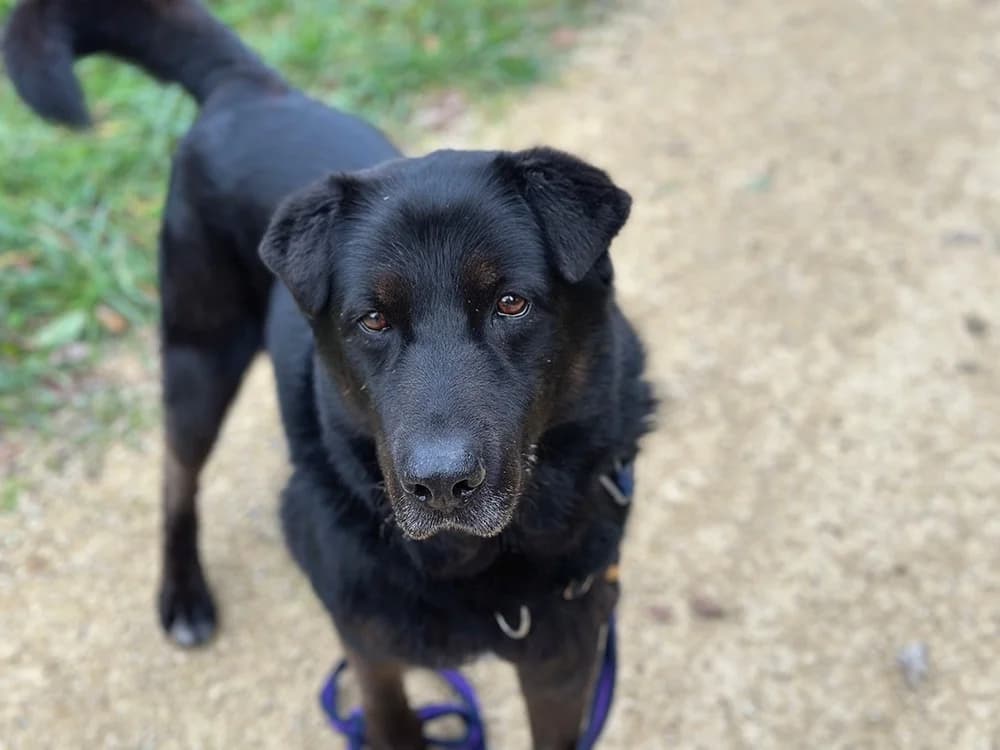 JEFF, male senior Cane Corso for adoption at SPA Millau, Millau