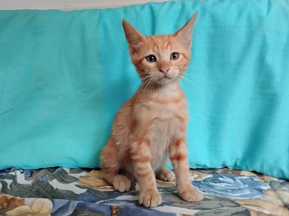 Biscotti, male Mixed Breed for adoption at SPA Millau, Millau