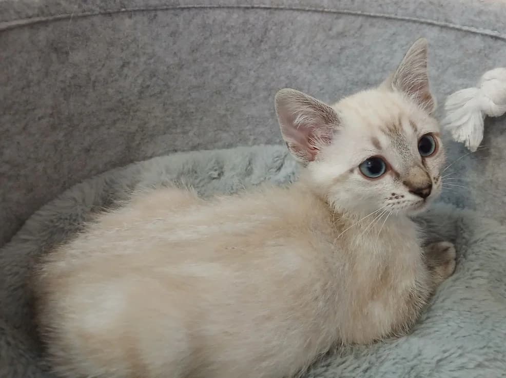 Seoul, male Mixed Breed for adoption at SPA Millau, Millau