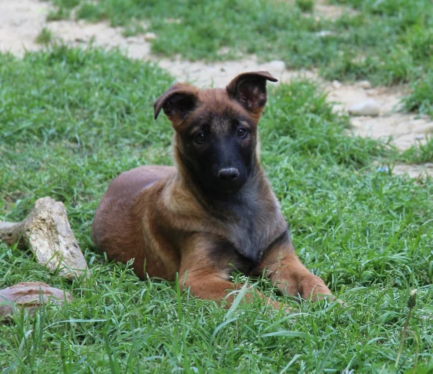 MAA 3637, male Belgian Malinois for adoption at SPA Mirepoix, Mirepoix