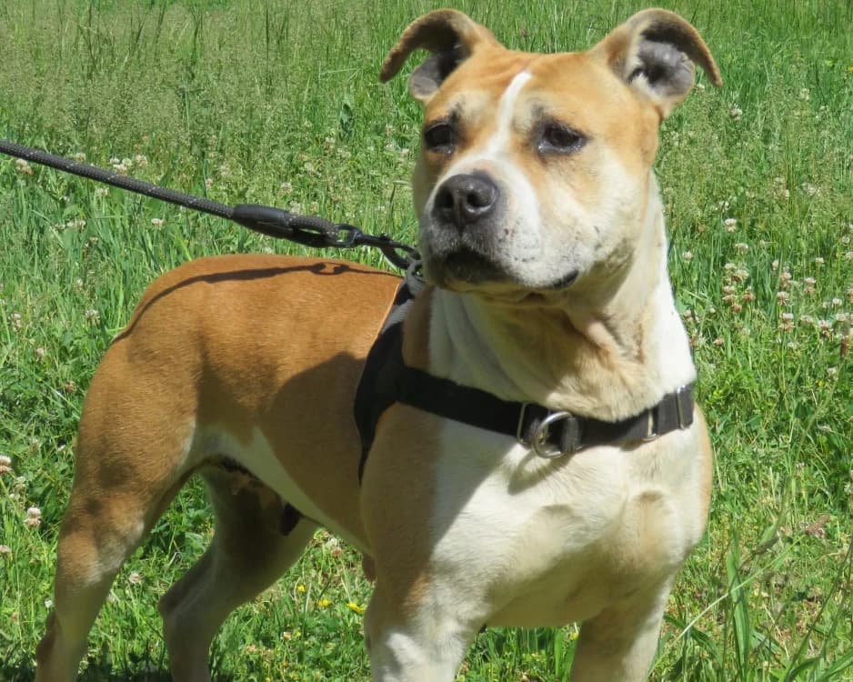 NALA, female 6yo American Bully for adoption at SPA Mirepoix, Mirepoix