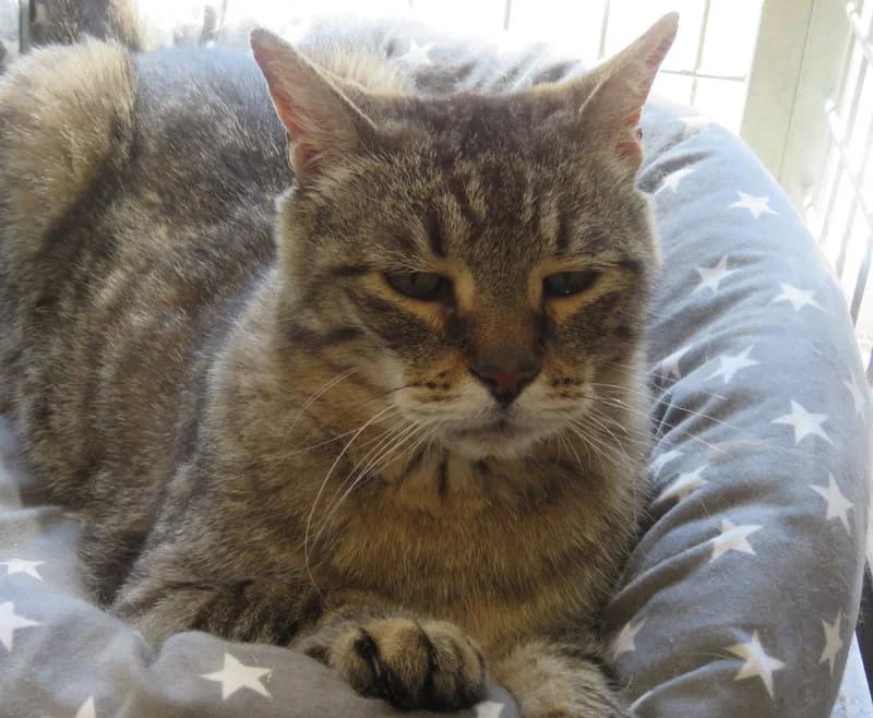 GUSTAVE, male 4yo Mixed Breed for adoption at SPA Mirepoix, Mirepoix