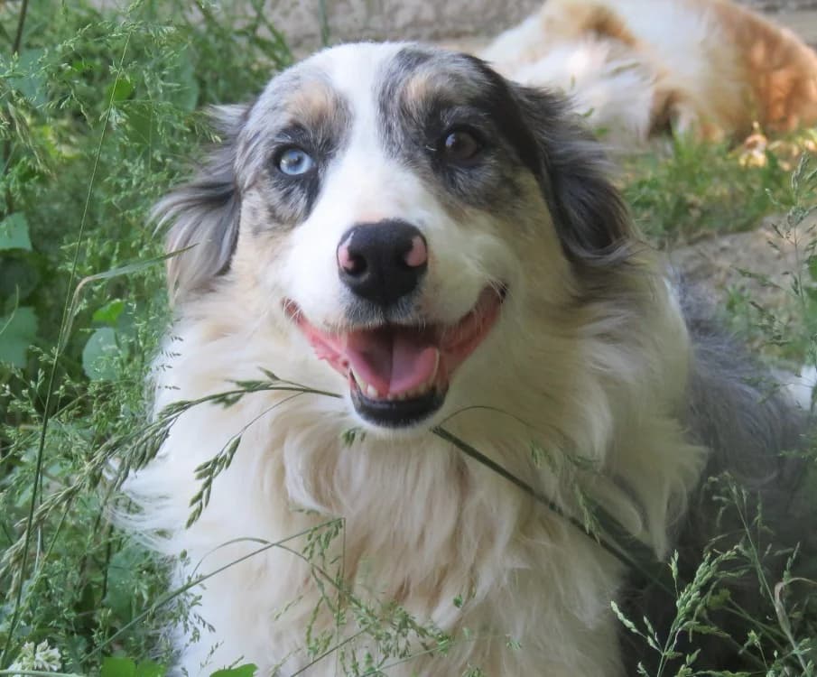 ELYA, female young Border Collie for adoption at SPA Mirepoix, Mirepoix