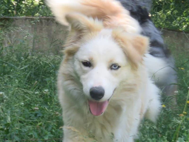 SKYE, Husky (SPA Mirepoix)