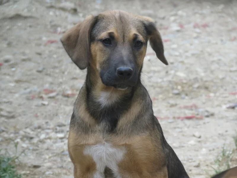 PICHU, Mixed Breed (SPA Mirepoix)