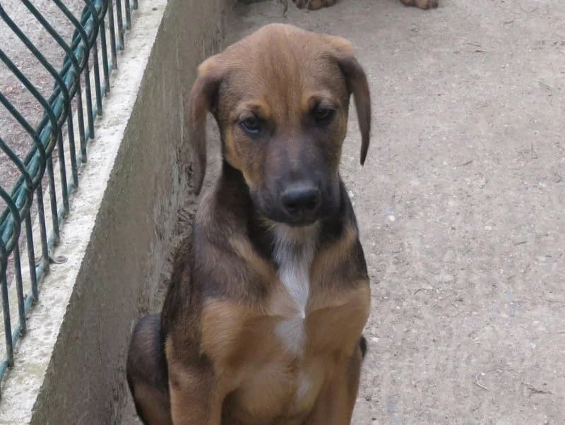 LUXIO, male Mixed Breed for adoption at SPA Mirepoix, Mirepoix
